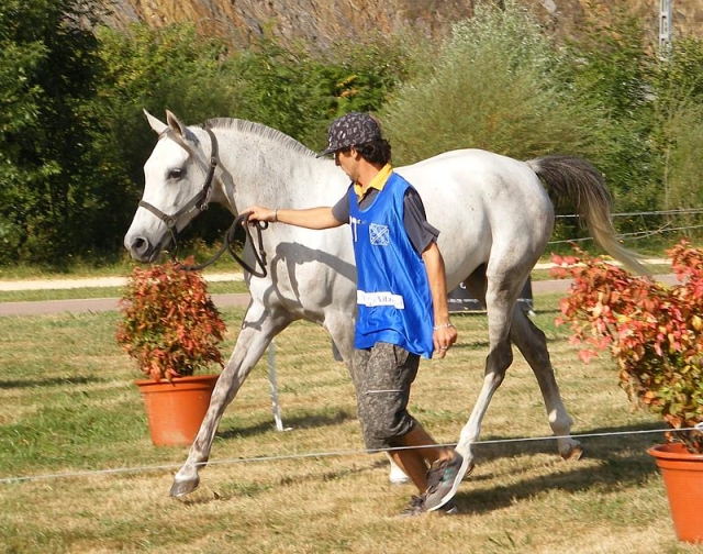  Directing the horse 